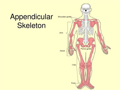 appendicular l skeleton